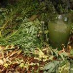 La Enciclopedia del Tereré: Guía definitiva de Yuyos, Mezclas y Propiedades