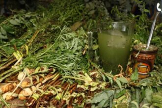 La Enciclopedia del Tereré: Guía definitiva de Yuyos, Mezclas y Propiedades